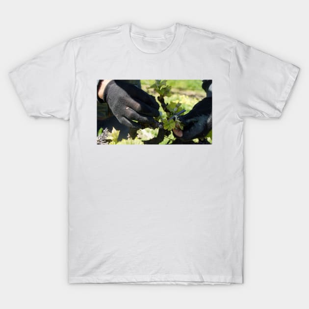 Shoot Thinning - Magpie Springs - Adelaide Hills Wine Region - Fleurieu Peninsula - South Australia T-Shirt by MagpieSprings
